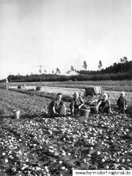Kartoffelernte 1939