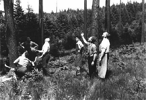 Impressionen aus 1951 - Der Baum wird geholt.